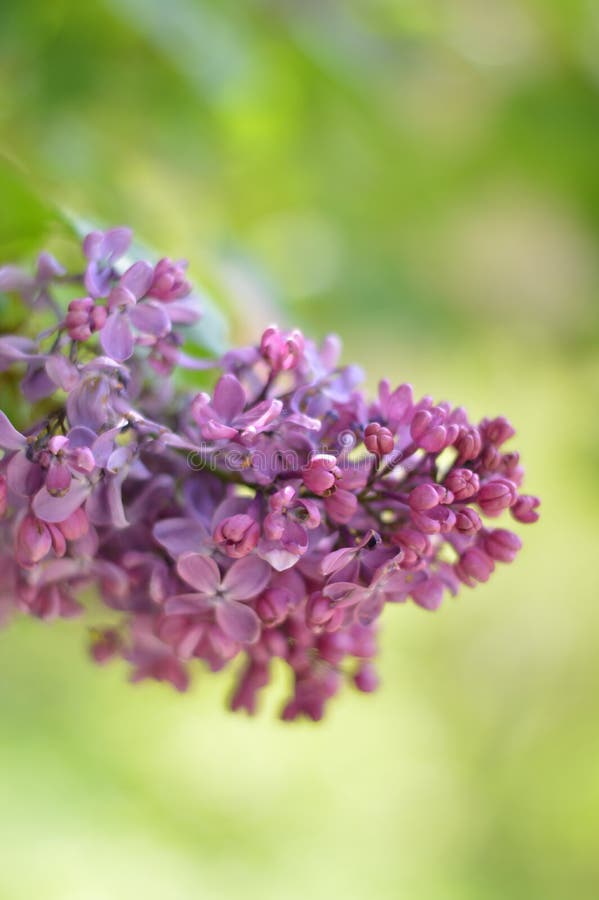 Flower, bush, lilac, purple, green, wood, fragrance, bright smell, leaflet. A beautiful lilac bush, fluttering in the wind, giving away its fragrance stock image