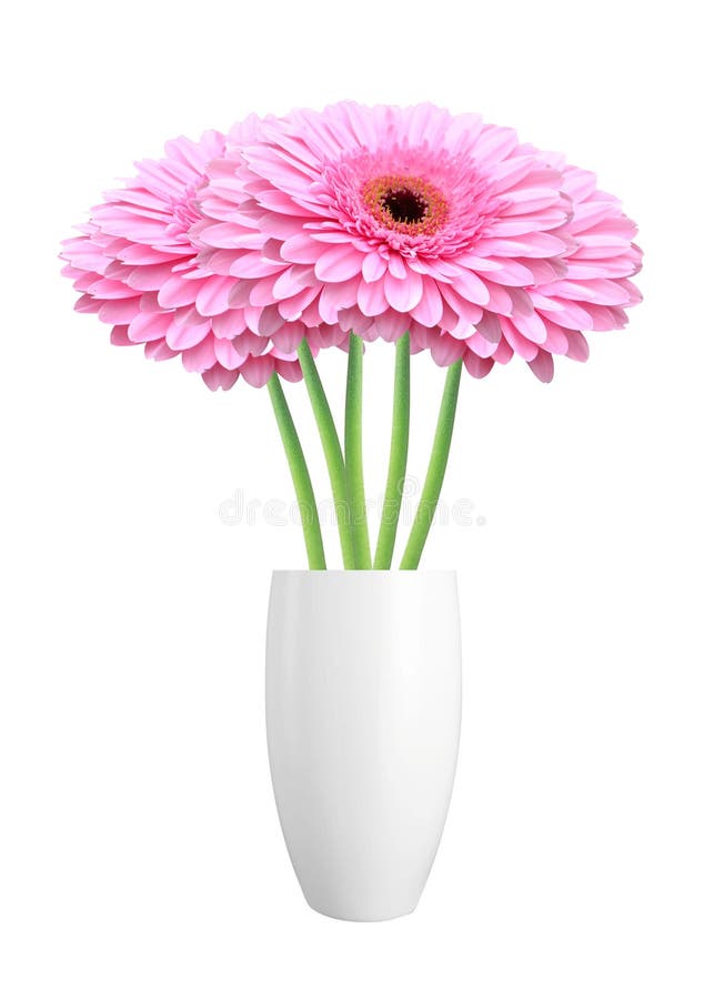 Beautiful red gerbera flowers in vase isolated on white. Background stock photography