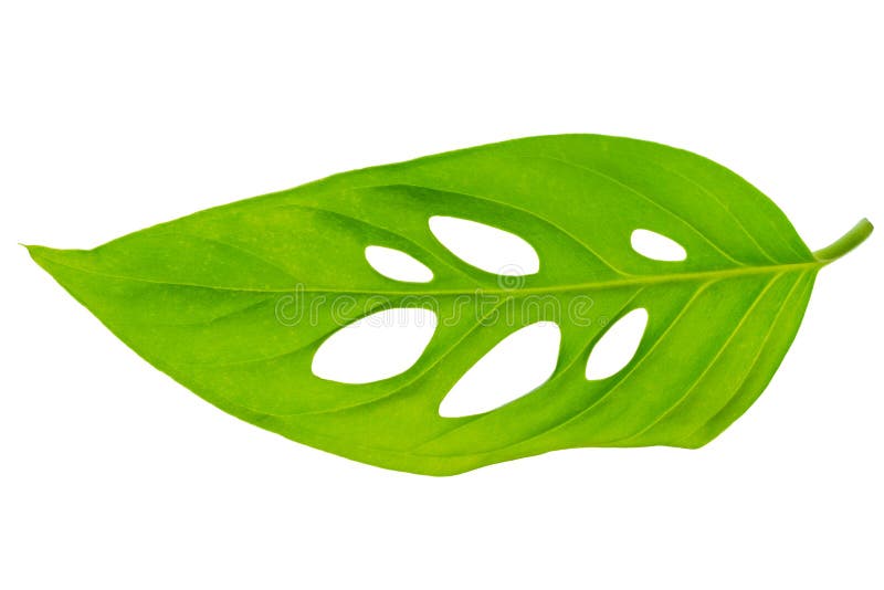 Beautiful unusual green monstera (var. expilata) leaf is isolate royalty free stock photos