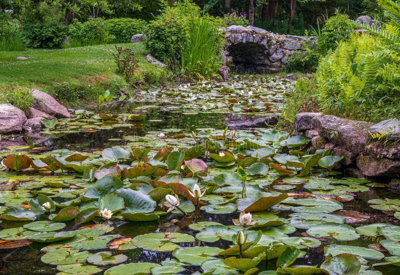 Beautiful view of the lily pond in Historic Blithewold Mansion, Gardens & Arboretum. Beautiful view of the lily pond in Historic Blithewold Mansion, Gardens royalty free stock image