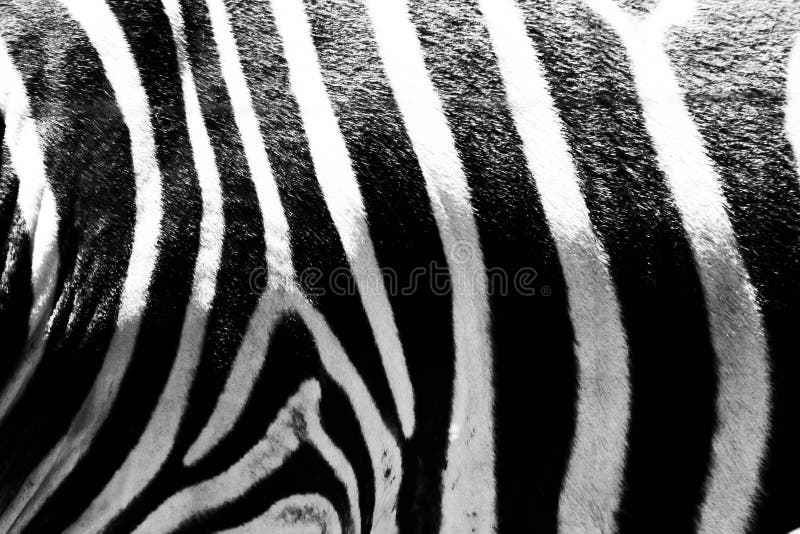 Black and white picture close up zebra& x27;s skin stock image