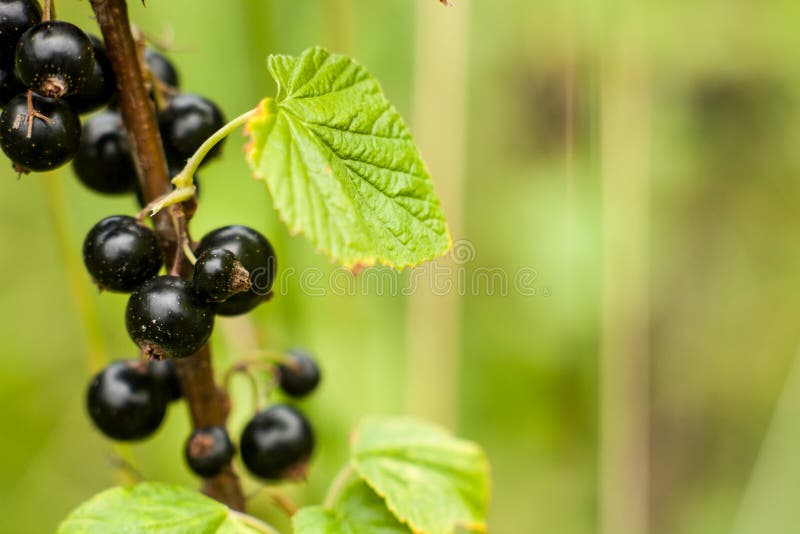Blackcurrant fruit on the bush. Harvest of ripe fluffy blackcurrant. Black fruits on a green background. royalty free stock image