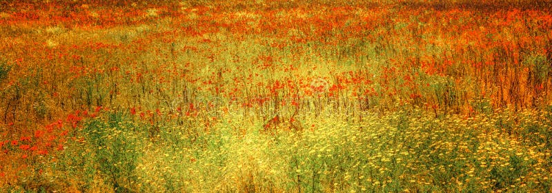 Blooming poppies in meadow, flowery meadow with herbs and summer flowers, Tuscany, Italy. Orange poppies, yellow herbs and summer flowers in flowery summer stock photo