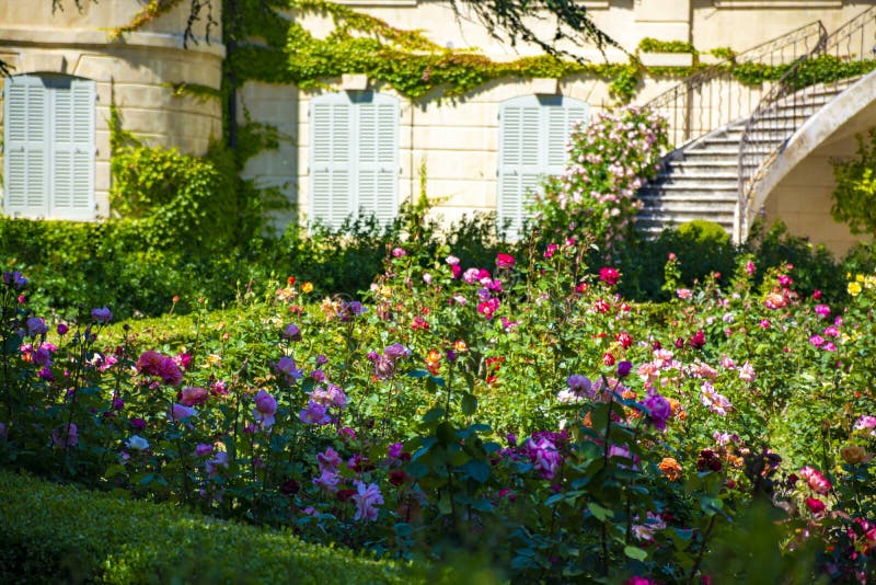 Blossom of colorful roses plants growing in castle garden in Provence, France. In sunny day stock photography