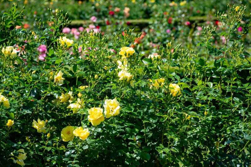 Blossom of colorful roses plants growing in castle garden in Provence, France. In sunny day royalty free stock images