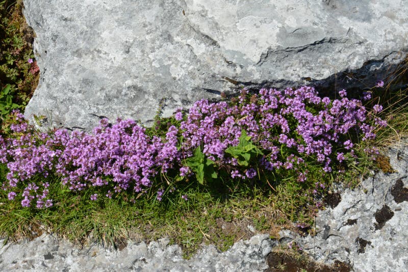 Blossom of Thymus in alpine garden. Medicinal plants in the garden.  stock image