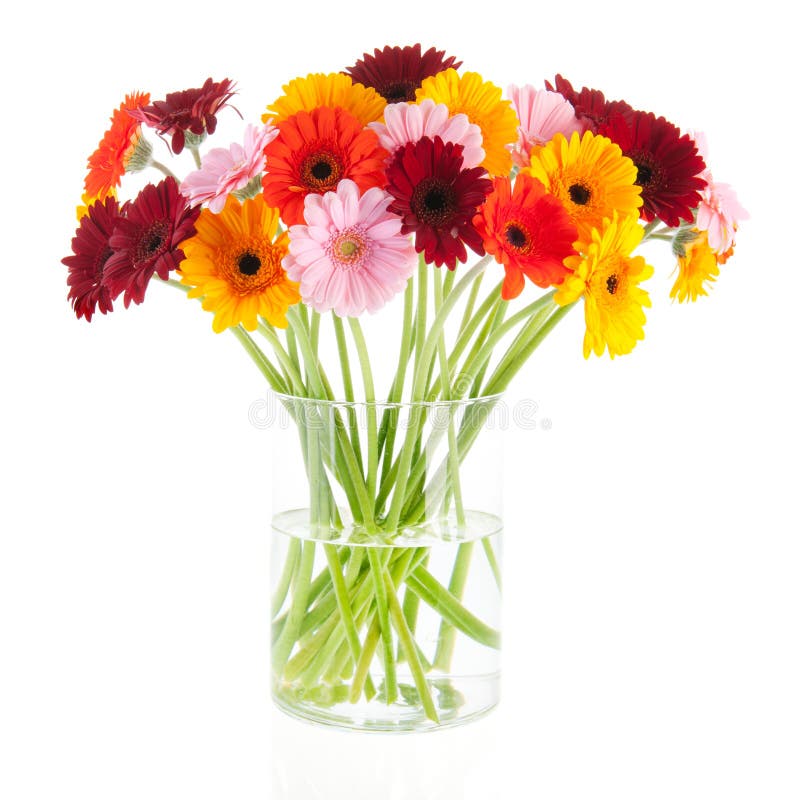 Bouquet Gerber flowers in glass vase. Isolated over white backgroud stock images