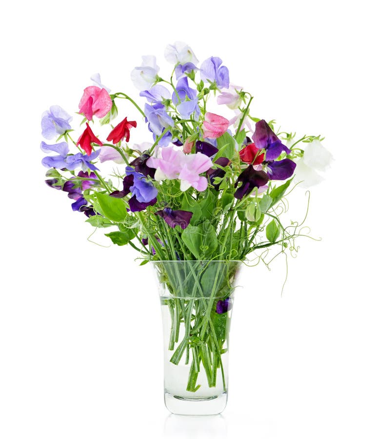 Bouquet of sweet pea flowers in vase. Bouquet of colorful sweet pea flowers in glass vase royalty free stock photography