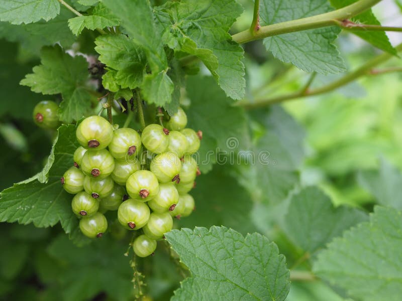 A bunch of gooseberries on a fruit bush. In garden stock photo