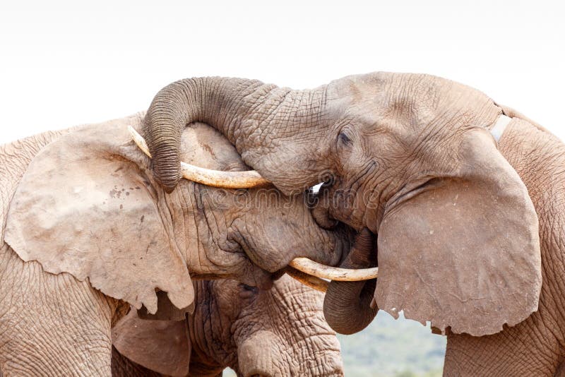 Bush Elephant giving a kiss on the head. Bush Elephant smiling and giving a kiss on the head stock image