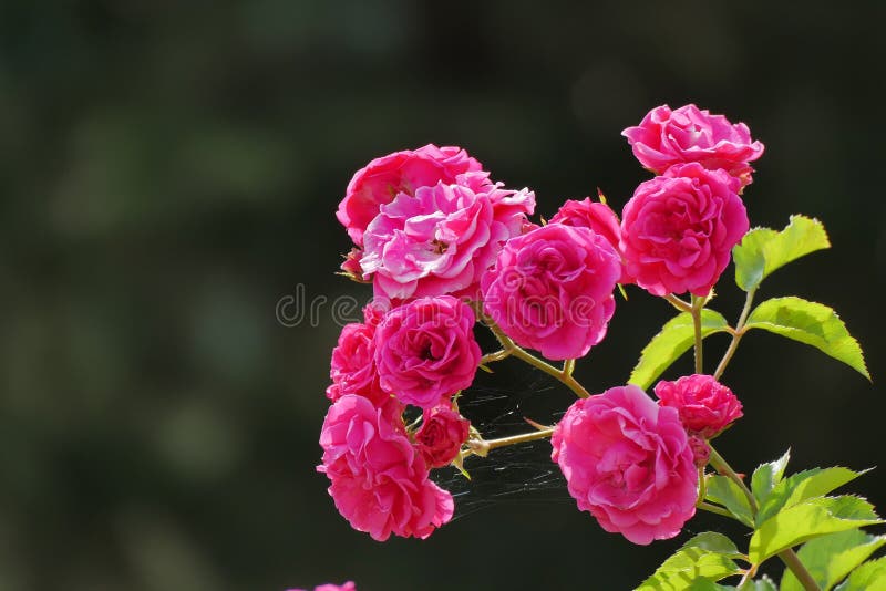 Centifolia roses, the Provence rose or cabbage rose or Rose de Mai. With copy space, summer, garden, fresh, pink, natural, bud, aroma, floral, color, love royalty free stock photo