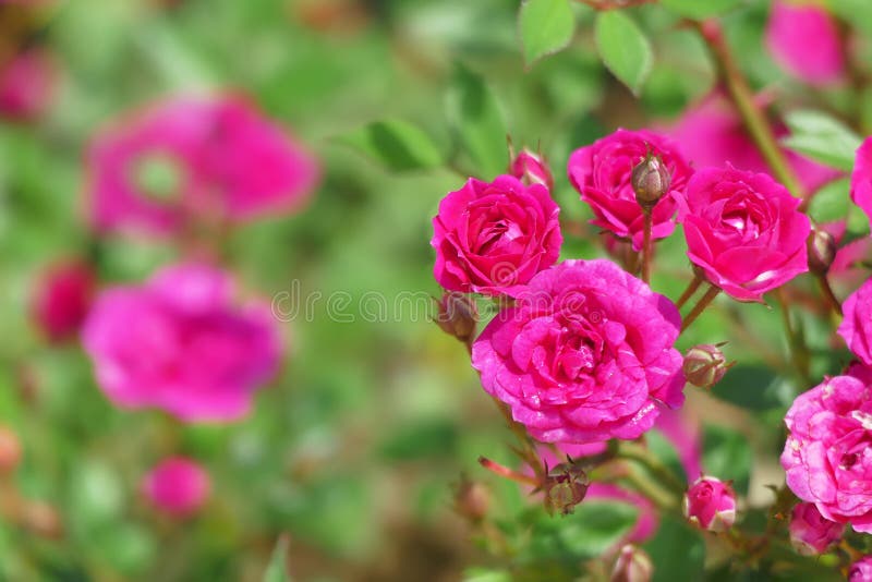 Centifolia roses, the Provence rose or cabbage rose or Rose de Mai. With copy space, summer, garden, fresh, pink, natural, bud, aroma, floral, color, love stock images