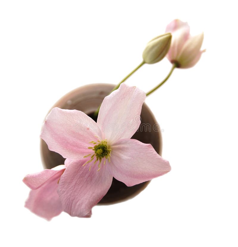 Clematis flowers in small vase. Diagonal composition stock photos