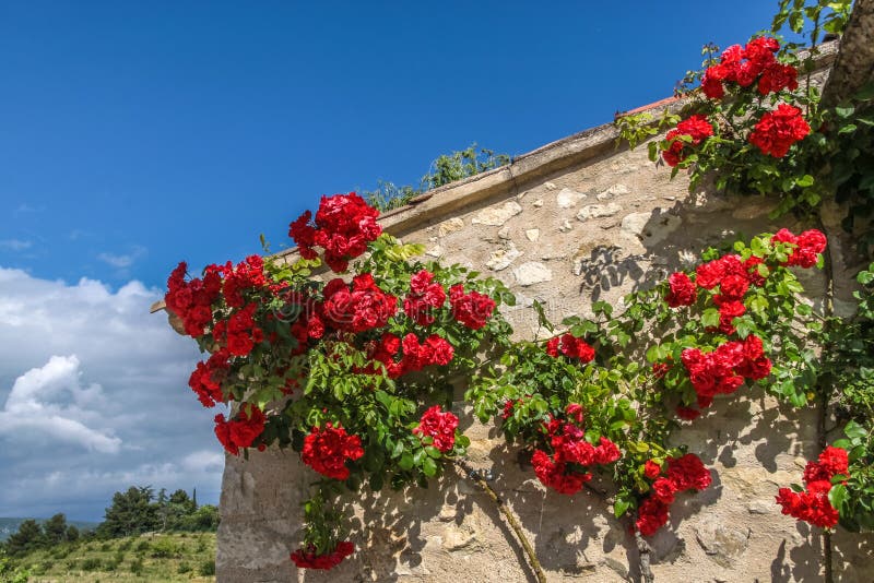 Climbing roses at old house in the Provence. Climbing roses on an old house in the village of Villars in Provence stock photography