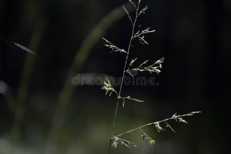 Close up of meadow herbs on dark background. Natural lighting. Morning sunlight illuminates herb in forest on summer.  stock photo