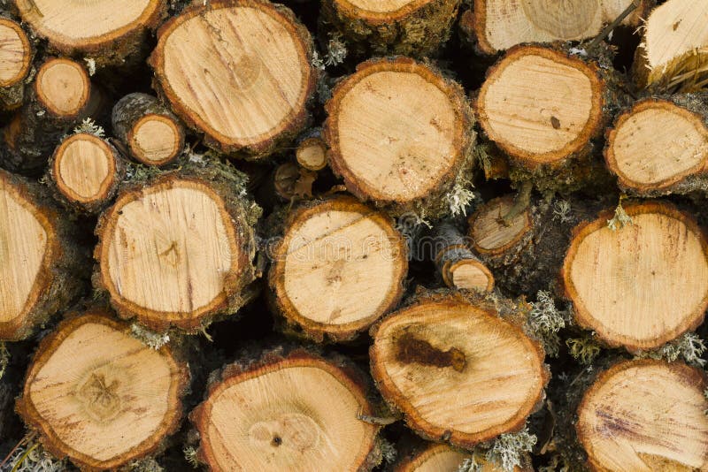 Oak firewood. Close up of a pile of Oak firewood royalty free stock image