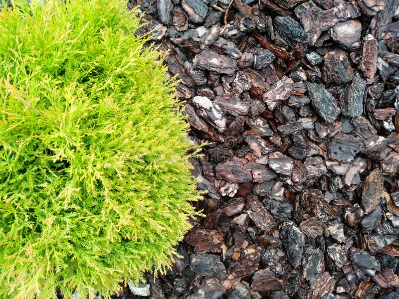 Close-up of thuja sprinkled with pine bark. Flower bed with pine tree bark mulch. Decorative alpine slide in the garden. royalty free stock photo