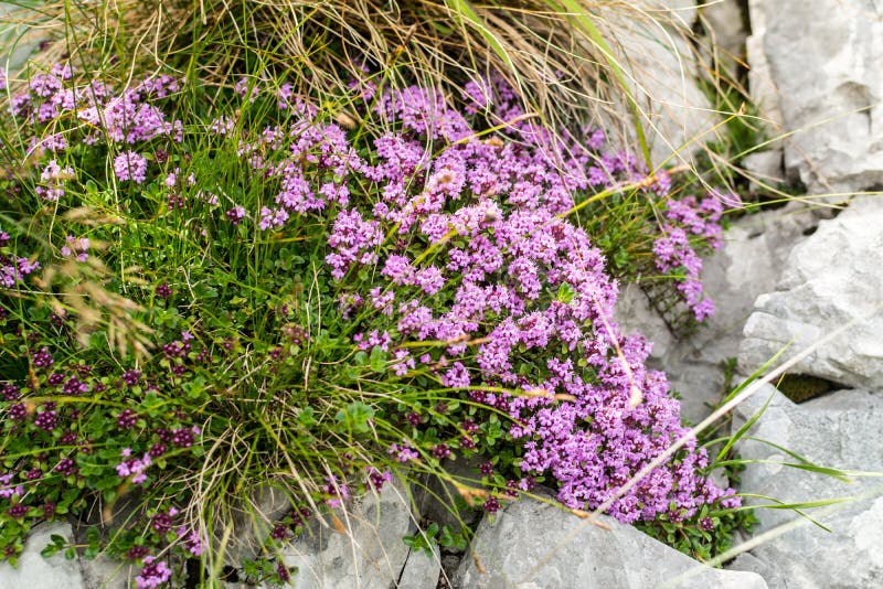Closeap view to a bush of thyme flower on rocky alpine slide stock photo