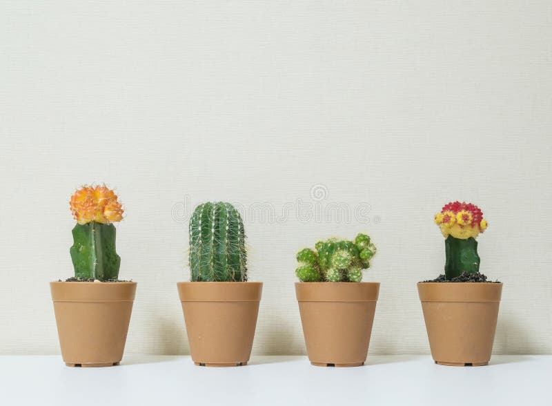 Closeup group of beautiful cactus in brown plastic pot for decorate on blurred white wooden desk and cream color wallpaper wall te royalty free stock photography