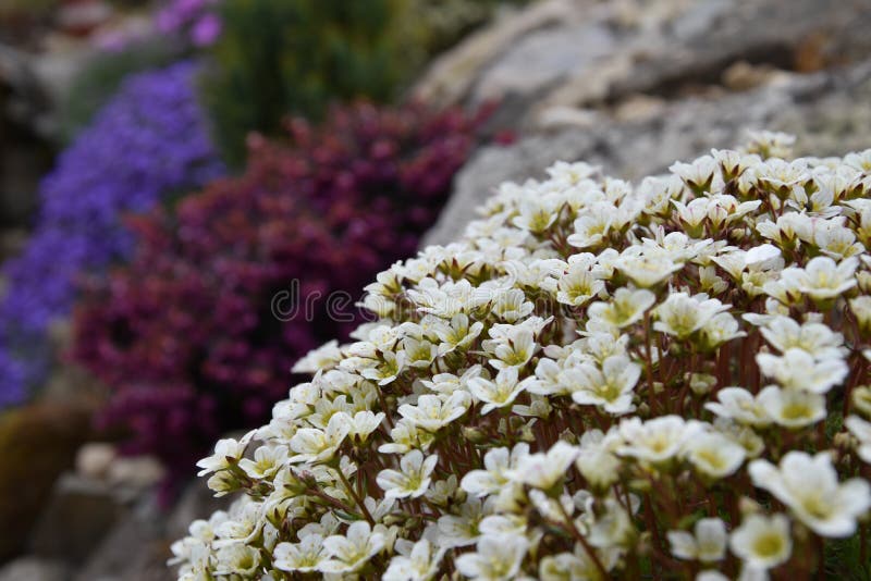 Colorful flowers on a rock. Alpine plants. In spring stock photo
