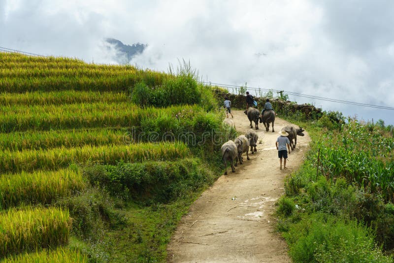 Country road with water buffaloes among terrace rice field in north Vietnam.  royalty free stock images