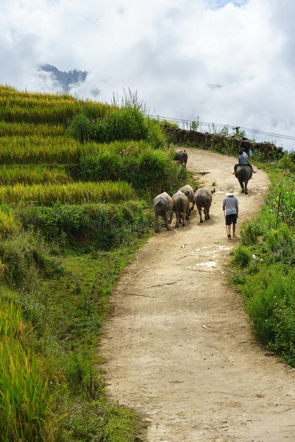 Country road with water buffaloes among terrace rice field in north Vietnam.  royalty free stock photo
