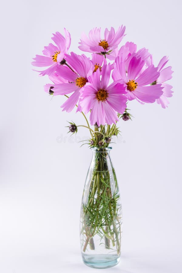 Delicate Cosmos pink flowers in glass vase on white. Background royalty free stock photography