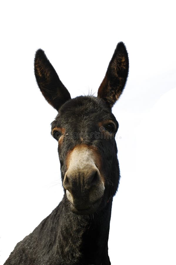 Donkey 1 stock photography