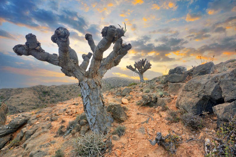 Dragon blood rare trees in the mountains of Salalah Dhofar , Oman stock images Dragon blood rare trees in the mountains of Salalah Dhofar , Oman stock images