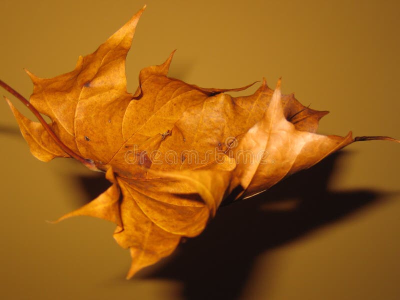 Dry maple leaf royalty free stock images