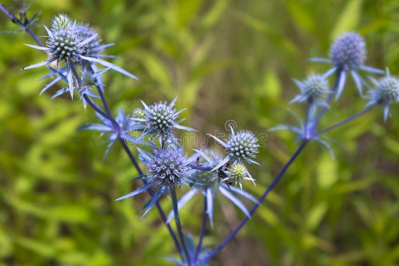 Eryngium planum, blue prickly healing plant in garden. Medicinal natural herbs, summer season.  royalty free stock photo