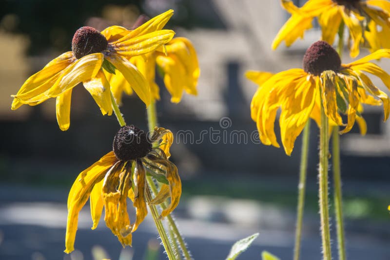 Black-Eyed Susan Rudbeckia Hirta yellow flowers with blurred background. Blooming fade, autumn flower bed, selective focus. Faded flowers, yellow colored black stock images