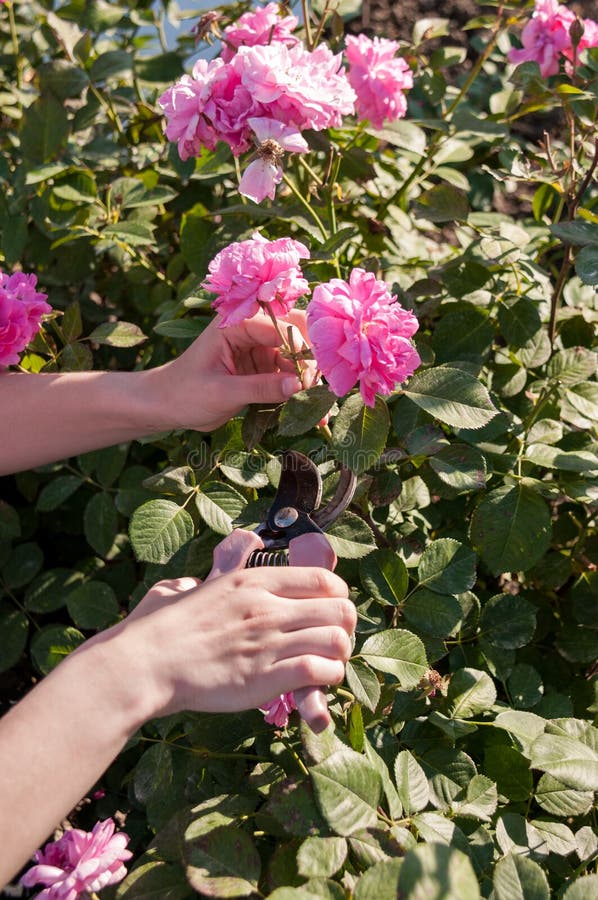 Female hands cut pink roses at dacha with scissors. Summer day royalty free stock image