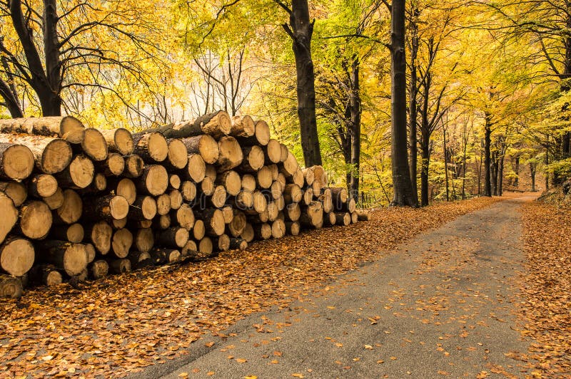 Firewood. Pile of firewood in the forest in autumn stock photos