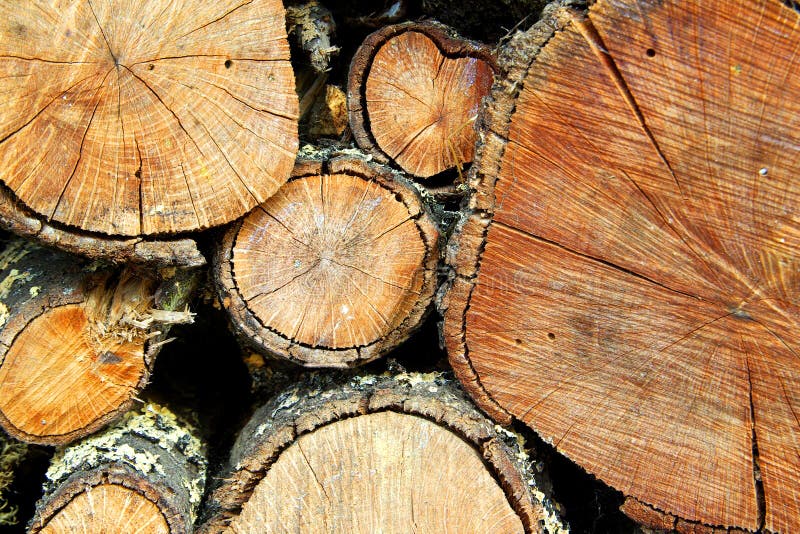 Firewood Trunks. Detail of piled firewood trunks stock image