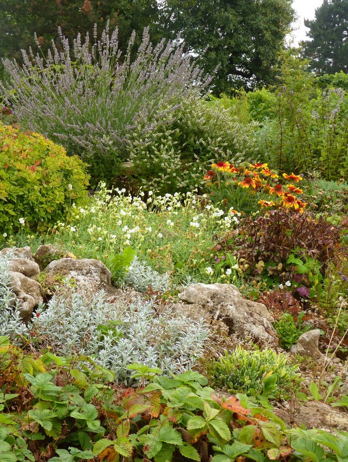 Flower Rock Garden with Lavender and Alpine Plants. Rock flower garden rockery with blooming lavender and alpine rock plants royalty free stock image