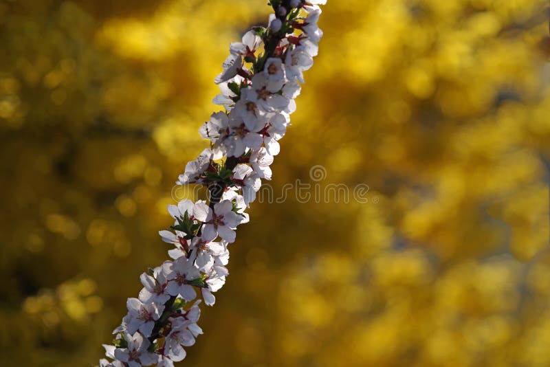 Flowering branch of a fruit tree against the background of a common laburnum bush with yellow flowers. Selective focus stock photo