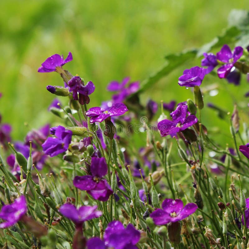 Flowering Little Purple Alpine Plants in a green background. Italy, Dolomites, Meadows after rain, Drops of rain on flowers Photo taken on: June 11th 2012 royalty free stock images