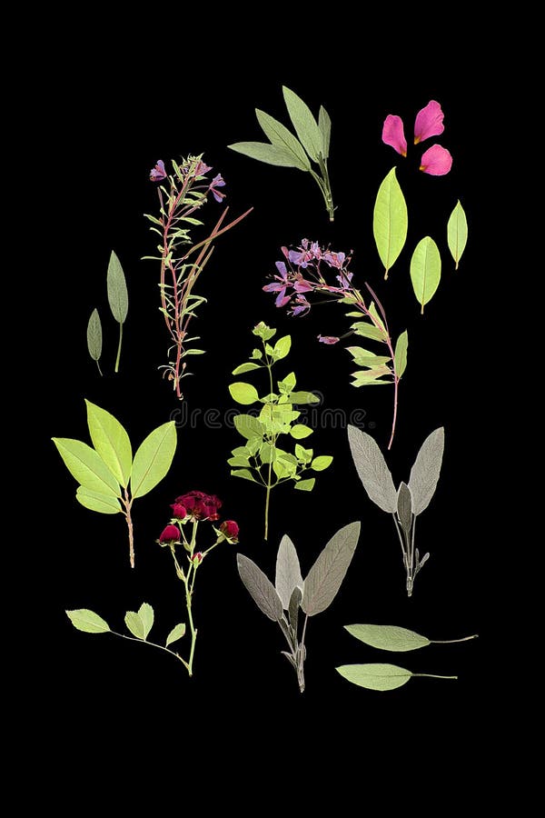 Flowers and Herbs of Summer. Abstract arrangement of pressed herbs and flowers of summer against a black background royalty free stock photography