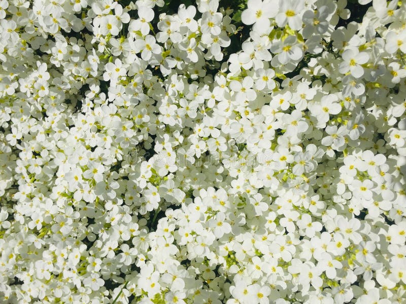 Flowers, small inflorescences, Alpine slide, white, may, spring, background royalty free stock photos