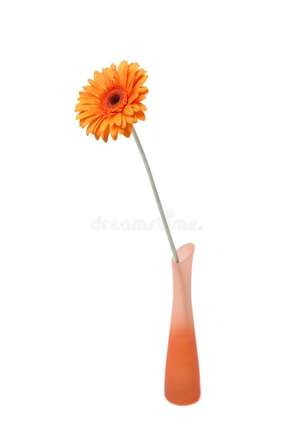 Flowers in a vase. On a white background stock photo