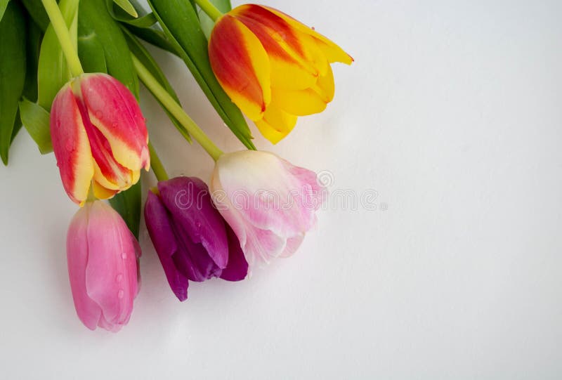 Fresh colorful tulip flowers bouquet on shelf in front of wooden wall. View with copy space royalty free stock images