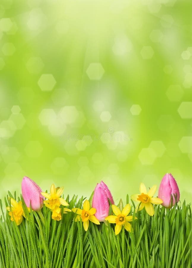 Fresh easter flowers. narcissus, tulips in grass royalty free stock photography