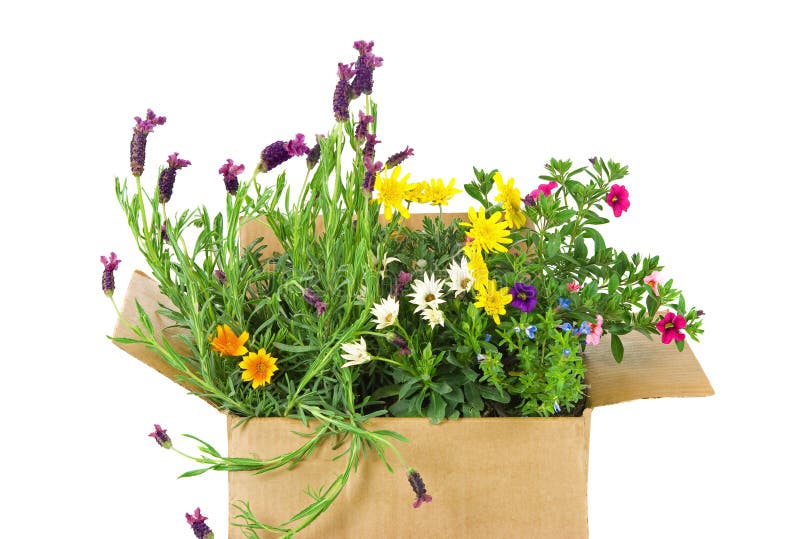 Fresh Flowers in a box royalty free stock images