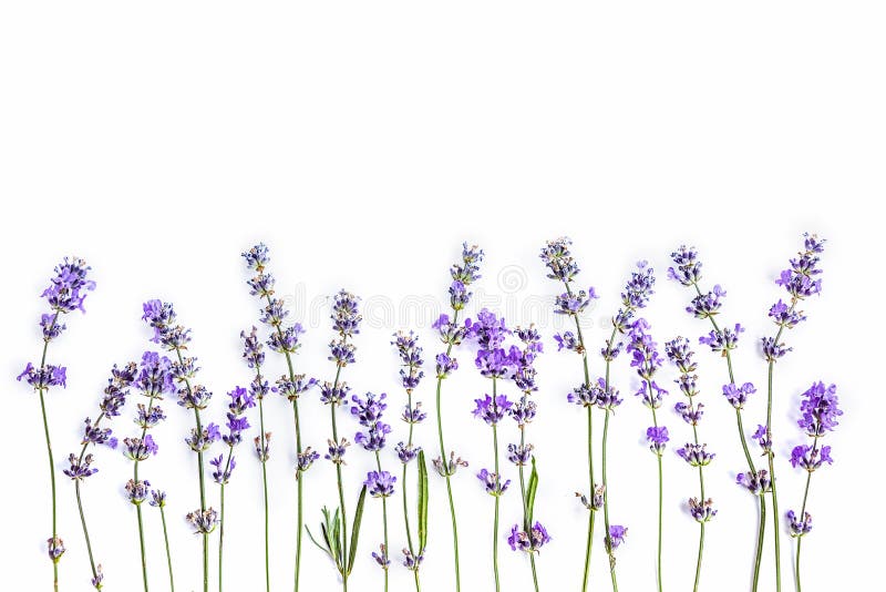 Fresh lavender flowers on a white background. Lavender flowers mock up. Copy space. royalty free stock image