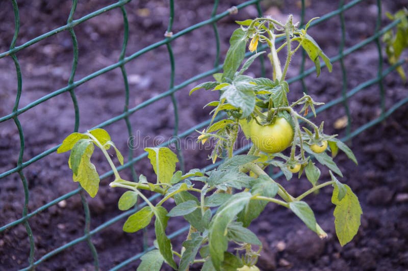 The fruit green tomatoes on the bush royalty free stock photos