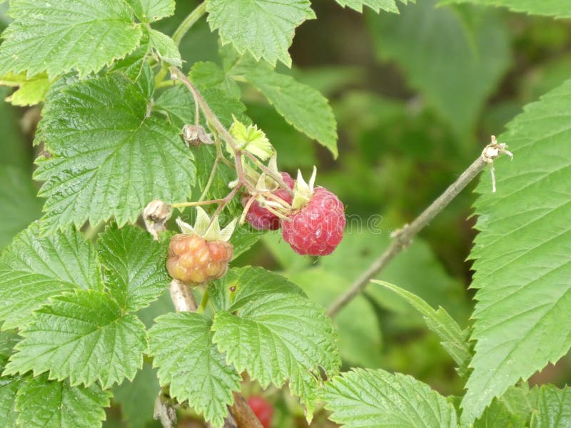 Fruit of a rasperry on the bush. Fruit red sweer berry raspberry bush green leaf nature wild forest stock image Fruit of a rasperry on the bush. Fruit red sweer berry raspberry bush green leaf nature wild forest stock image
