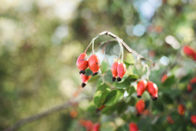 Fruit of rosehip bush in autumn.  royalty free stock image