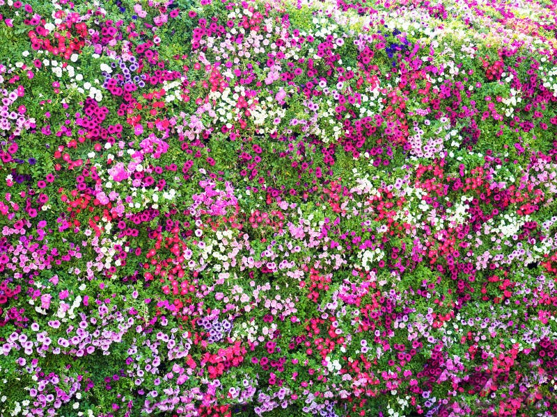 Full decorated wall with the colorful fresh flowers stock photography Full decorated wall with the colorful fresh flowers stock photography