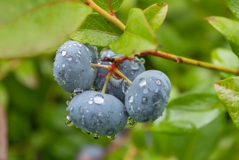 Garden blueberries delicious, healthy berry fruit. Vaccinium corymbosum, high Bush blueberry. Blue ripe berries on a healthy green royalty free stock image